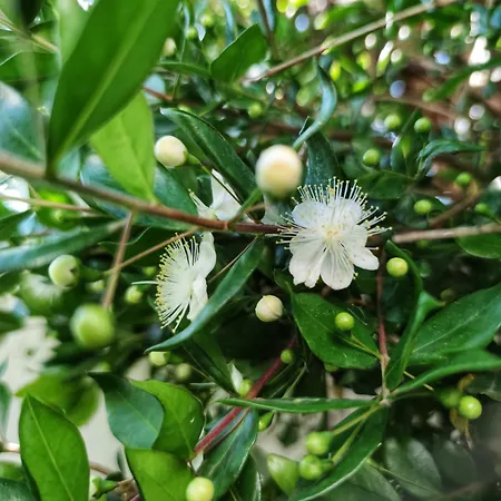 Il Mirto * سان كاتالدو