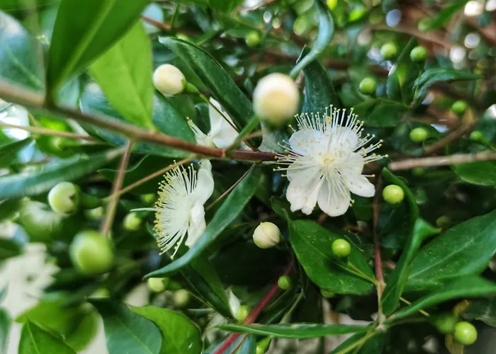 Il Mirto * San Cataldo (Apulia)